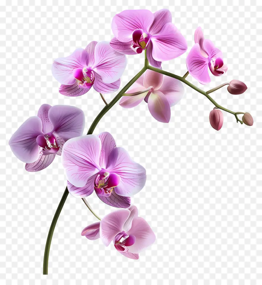 Flor De Orquídea，Orquídea Branca PNG