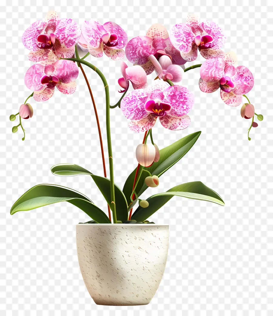 Flores De Orquídea Em Vasos，Orquídea PNG