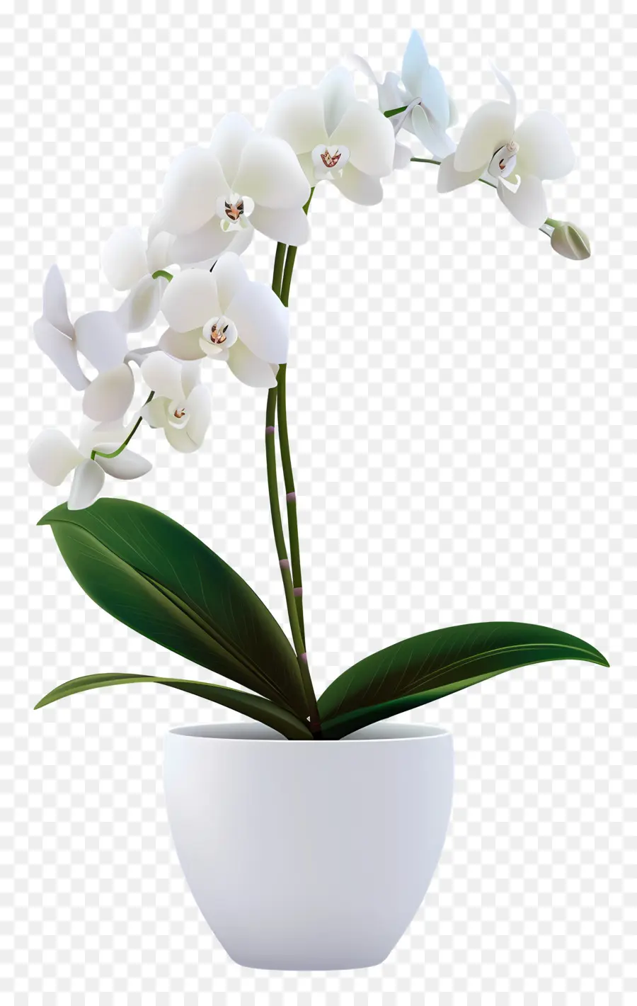 Flor De Orquídea，Orquídea Branca PNG