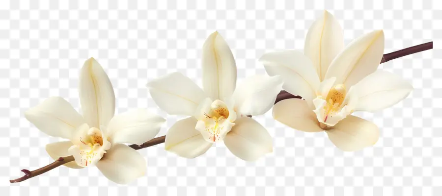 Flores De Orquídea Baunilha，Orquídeas Brancas PNG