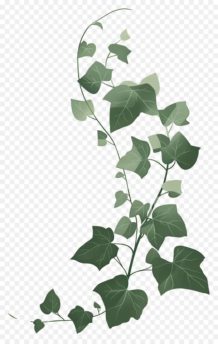 Planta Trepadeira，Hera Videira PNG