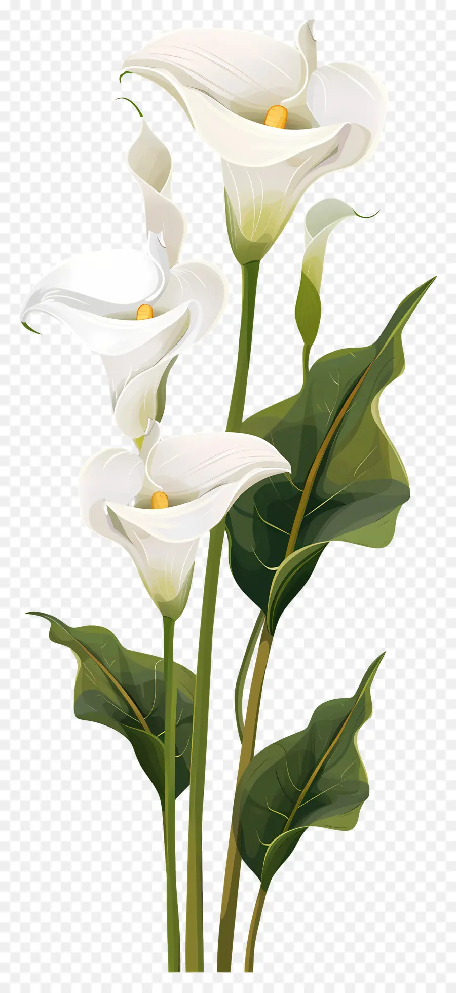 Calla Lírio，Branco PNG