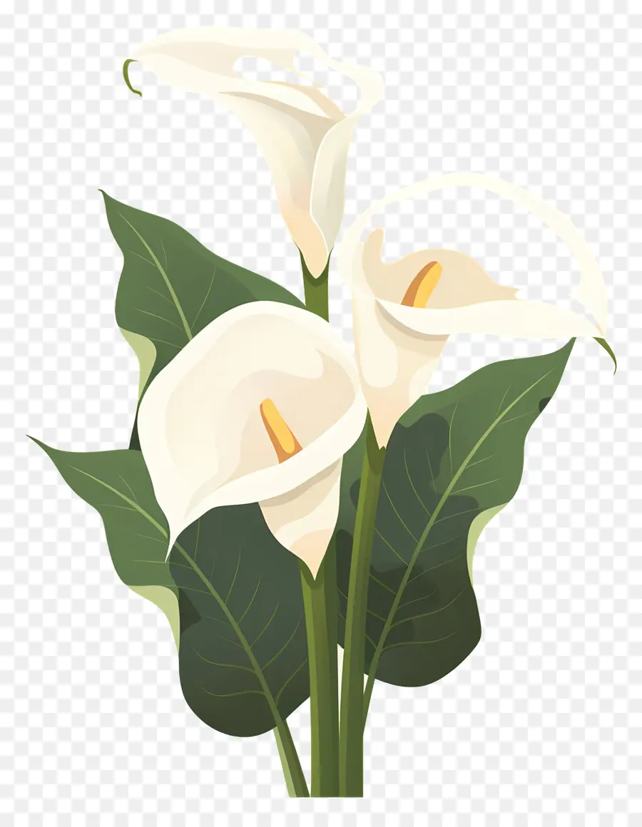 Calla Lírio，Lírios Brancos PNG