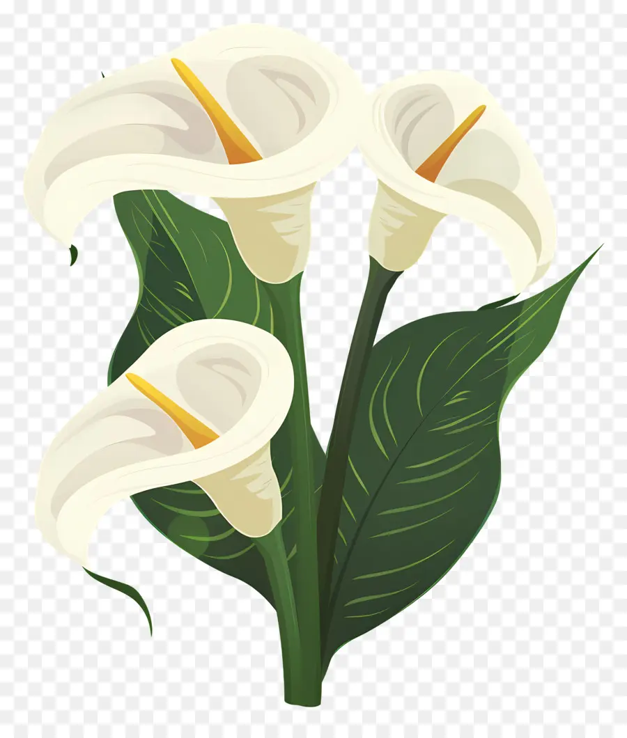 Calla Lírio，Lírios Brancos PNG