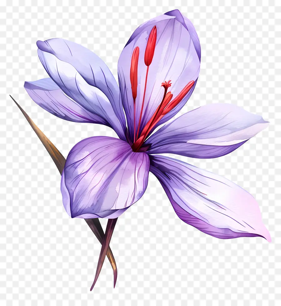 Flor De Açafrão，Flor Roxa PNG