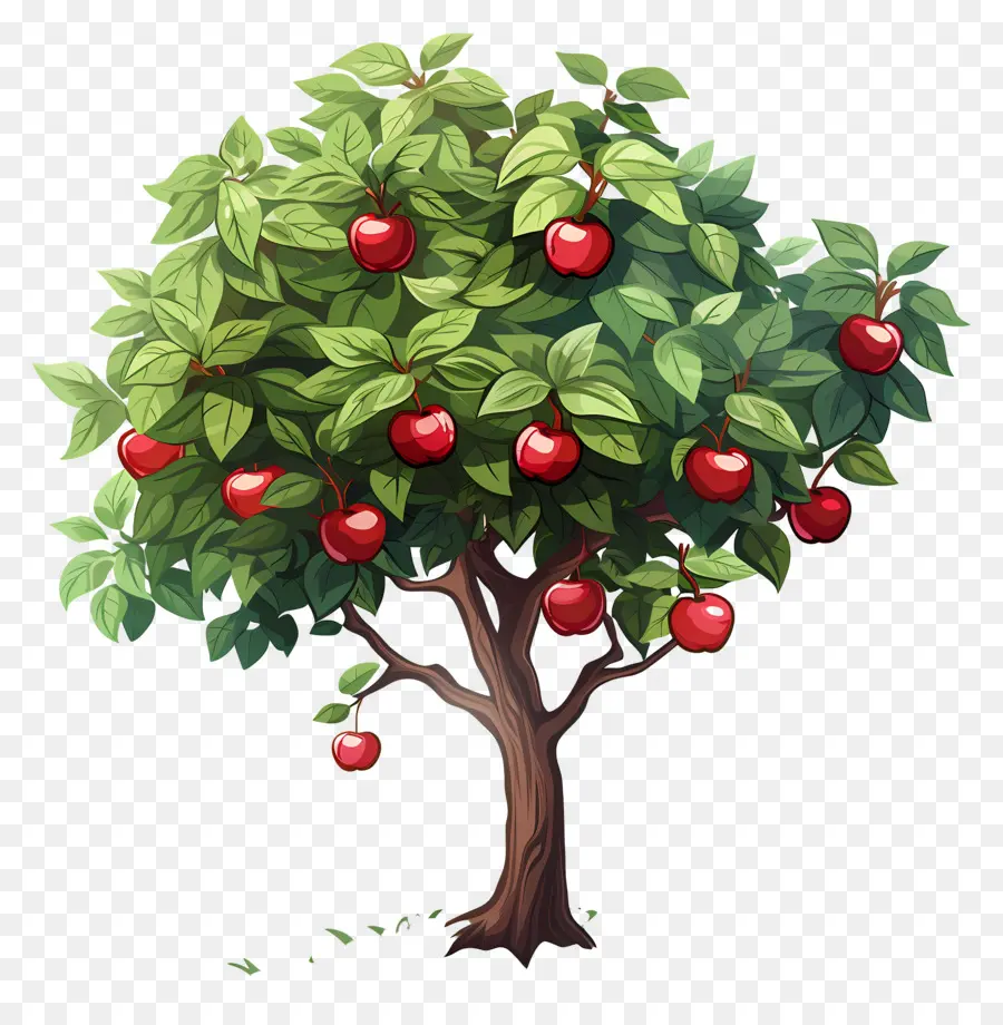 Macieira，Fruta PNG