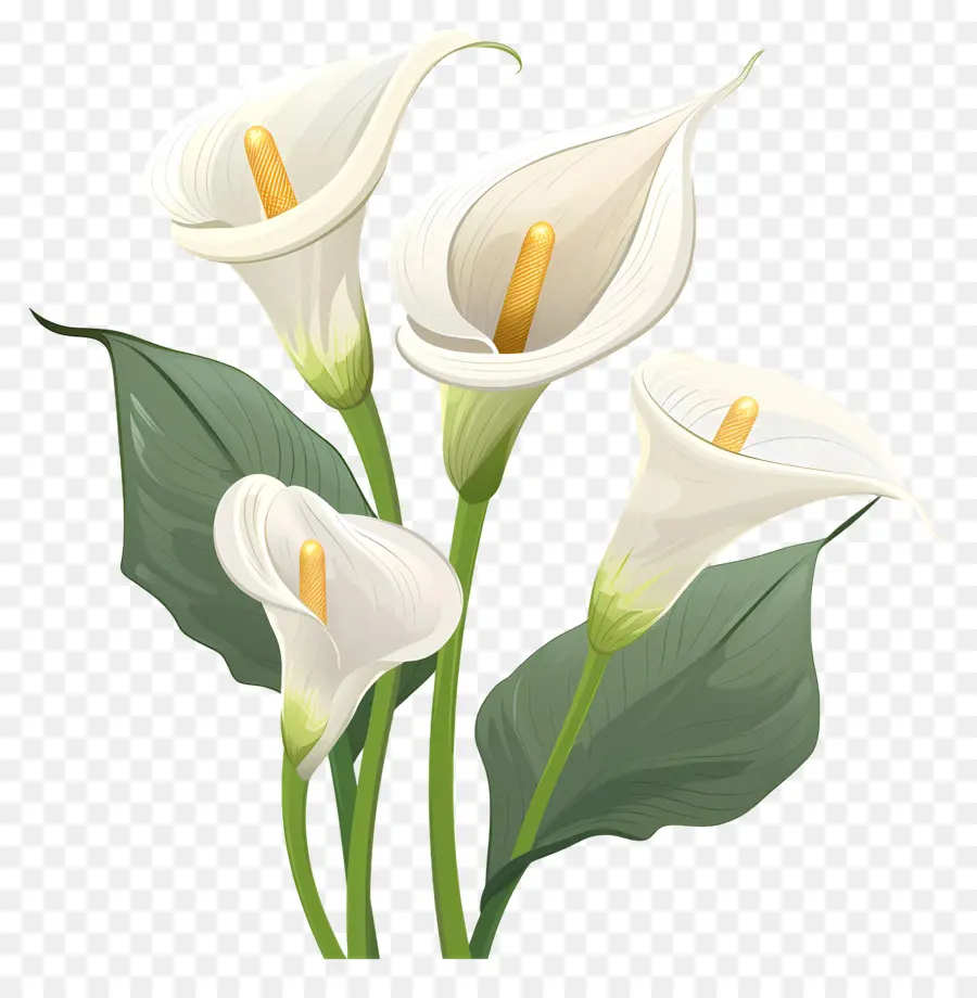 Calla Lírio，Lírios Brancos PNG