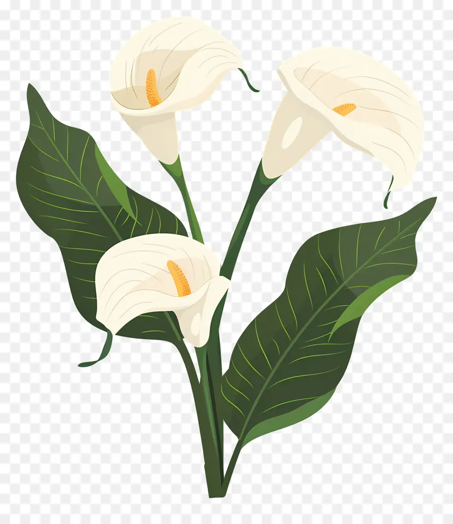 Calla Lírio，Lírios Brancos PNG