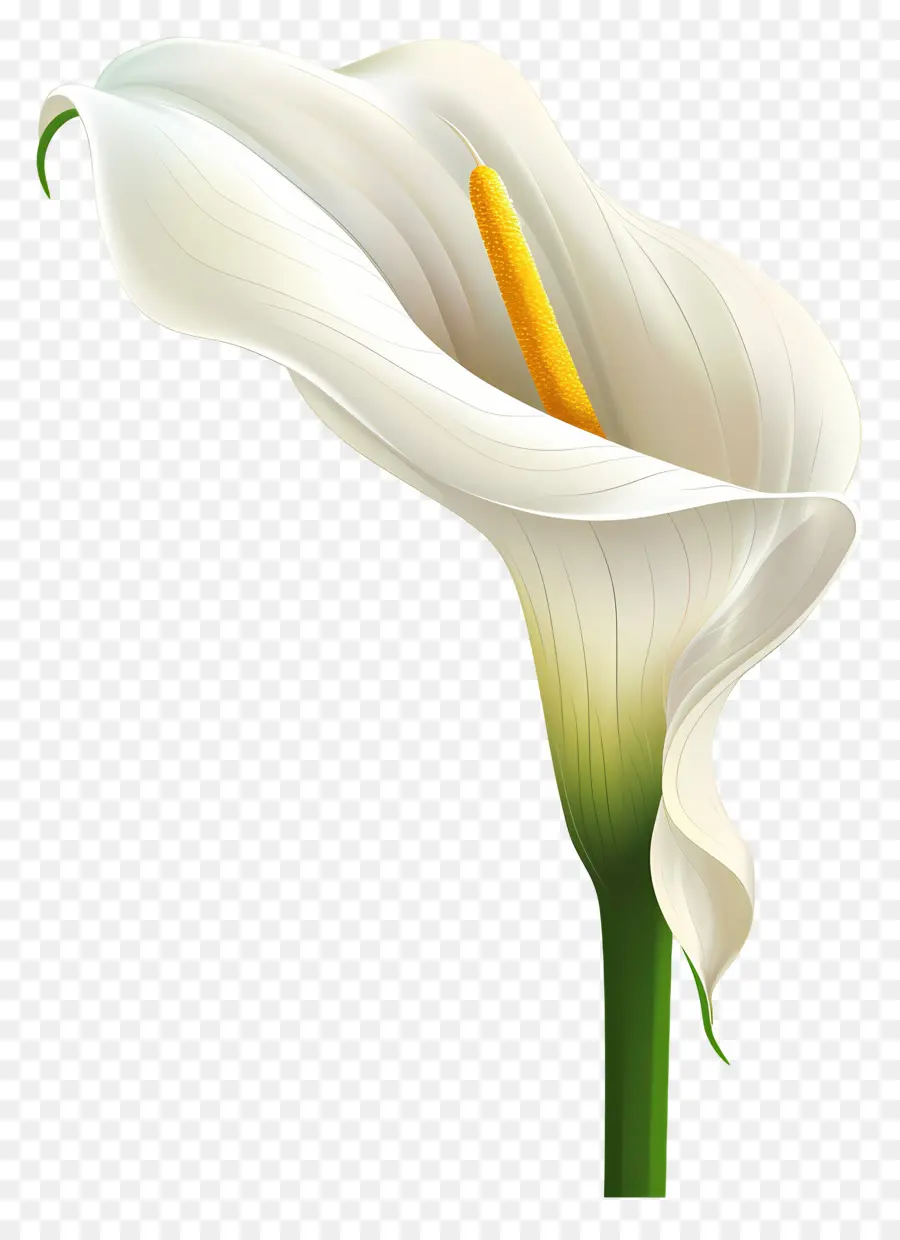 Calla Lírio，Lírio De Calla Branco PNG