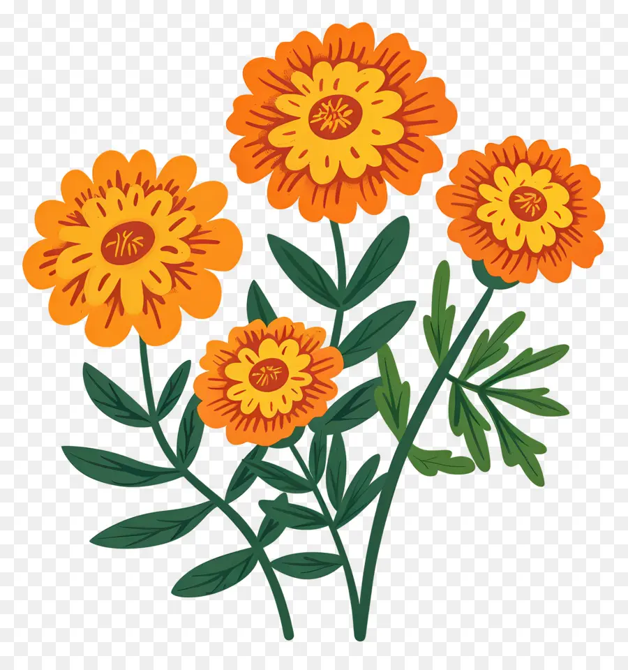 Flores De Calêndula，Flores Laranja PNG