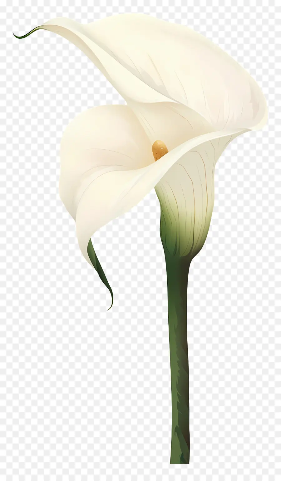 Calla Lírio，Lírio De Calla Branco PNG