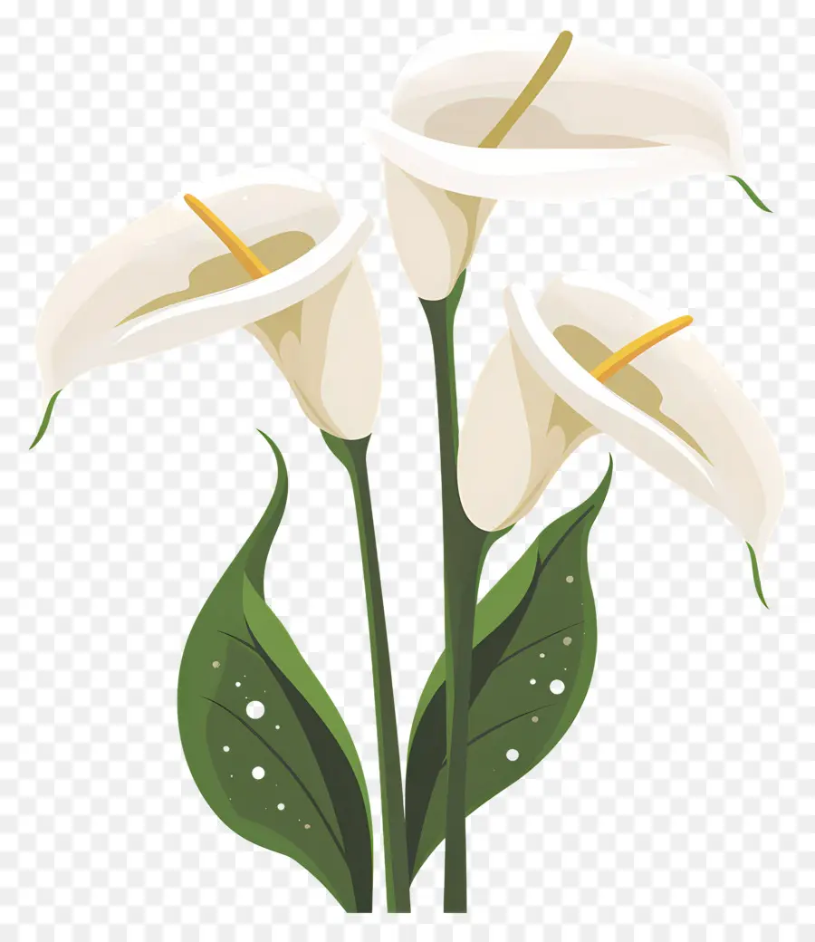 Calla Lírio，Lírios Brancos PNG