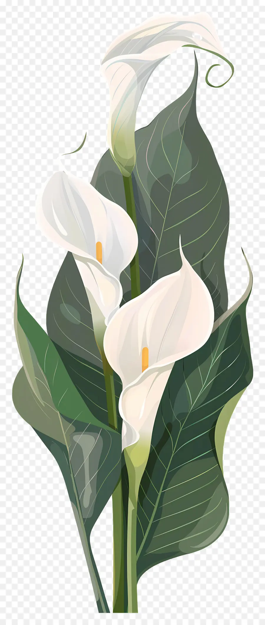 Calla Lírio，Branco PNG