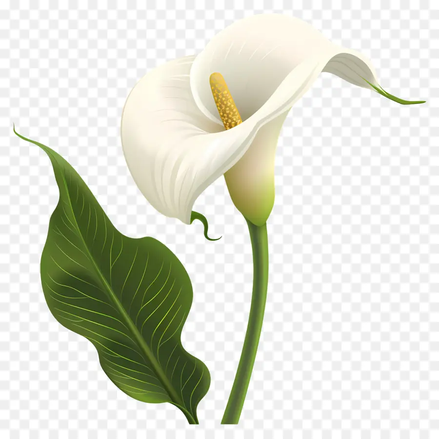 Calla Lírio，Lírio De Calla Branco Único PNG