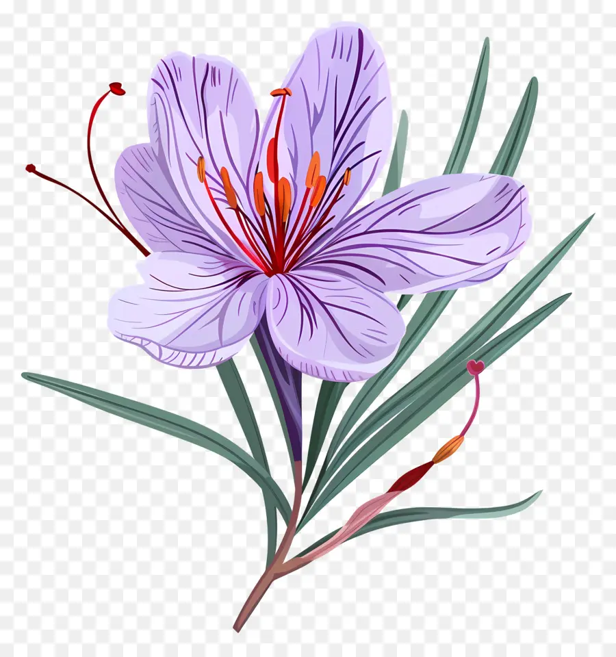 Flor De Açafrão，Flor Roxa PNG