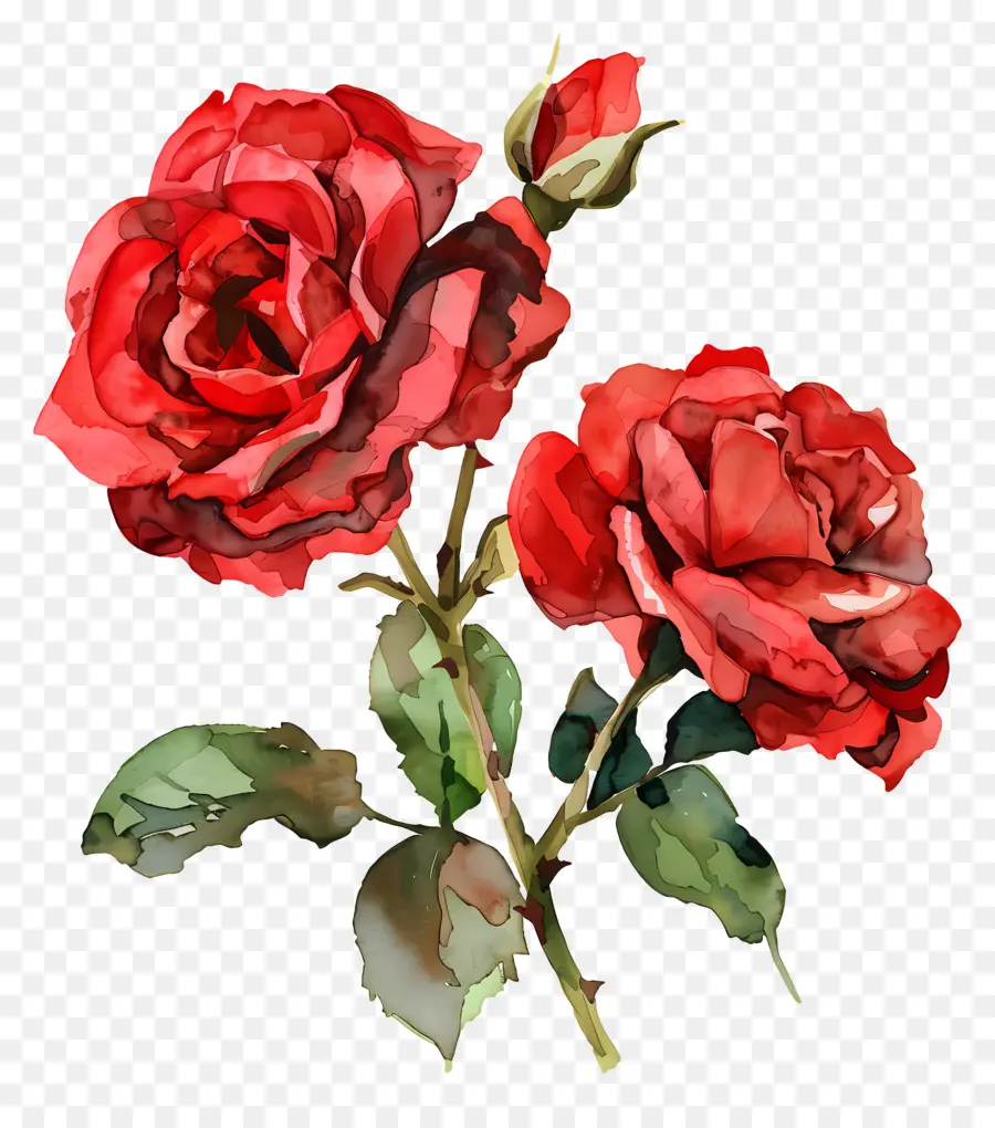 Flor Rosa，Rosa Vermelha PNG