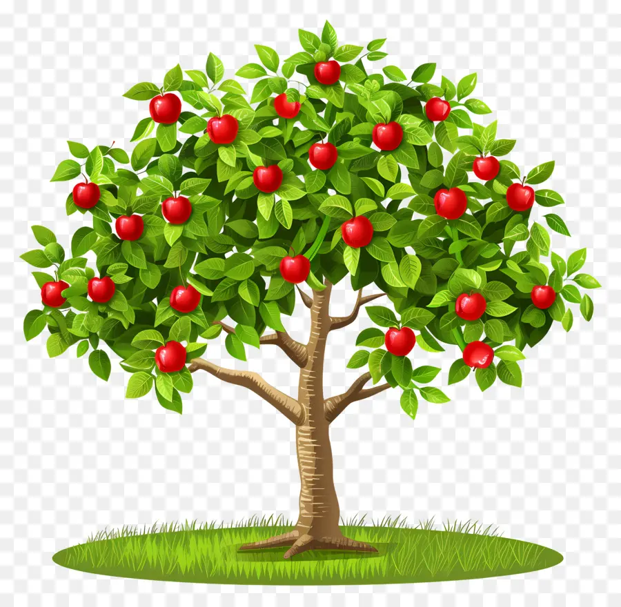 Macieira，Fruta PNG