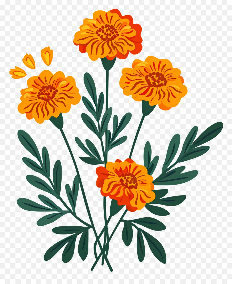 Flores De Calêndula，Flores Laranja PNG