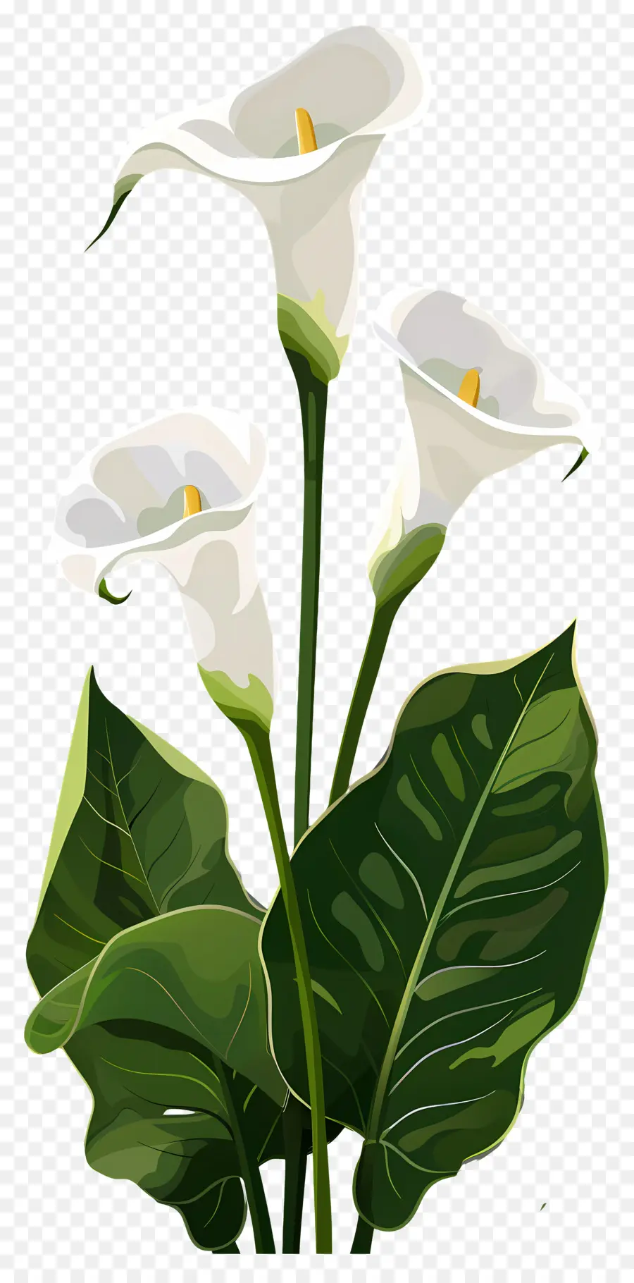 Calla Lírio，Lírios Brancos PNG