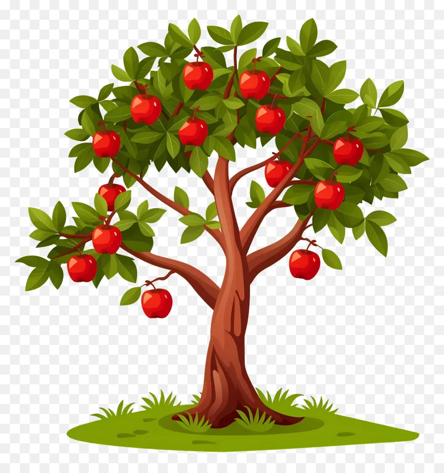 Macieira，Fruta PNG