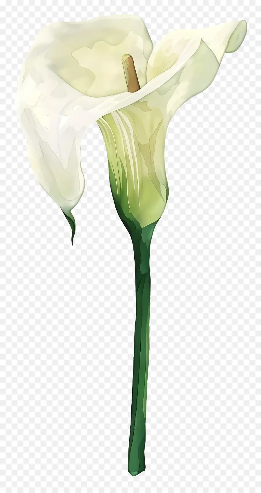 Calla Lírio，Lírio De Calla Branco PNG