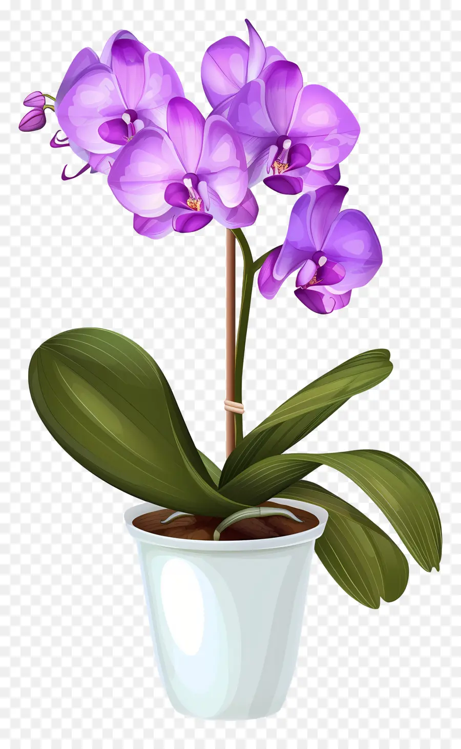 Flor De Orquídea，Orquídea Azul PNG