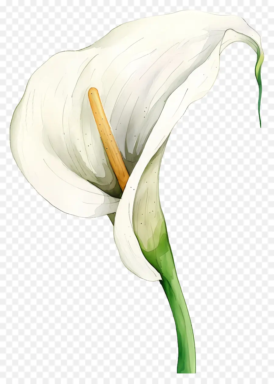 Calla Lírio，Lírio De Calla Branco PNG