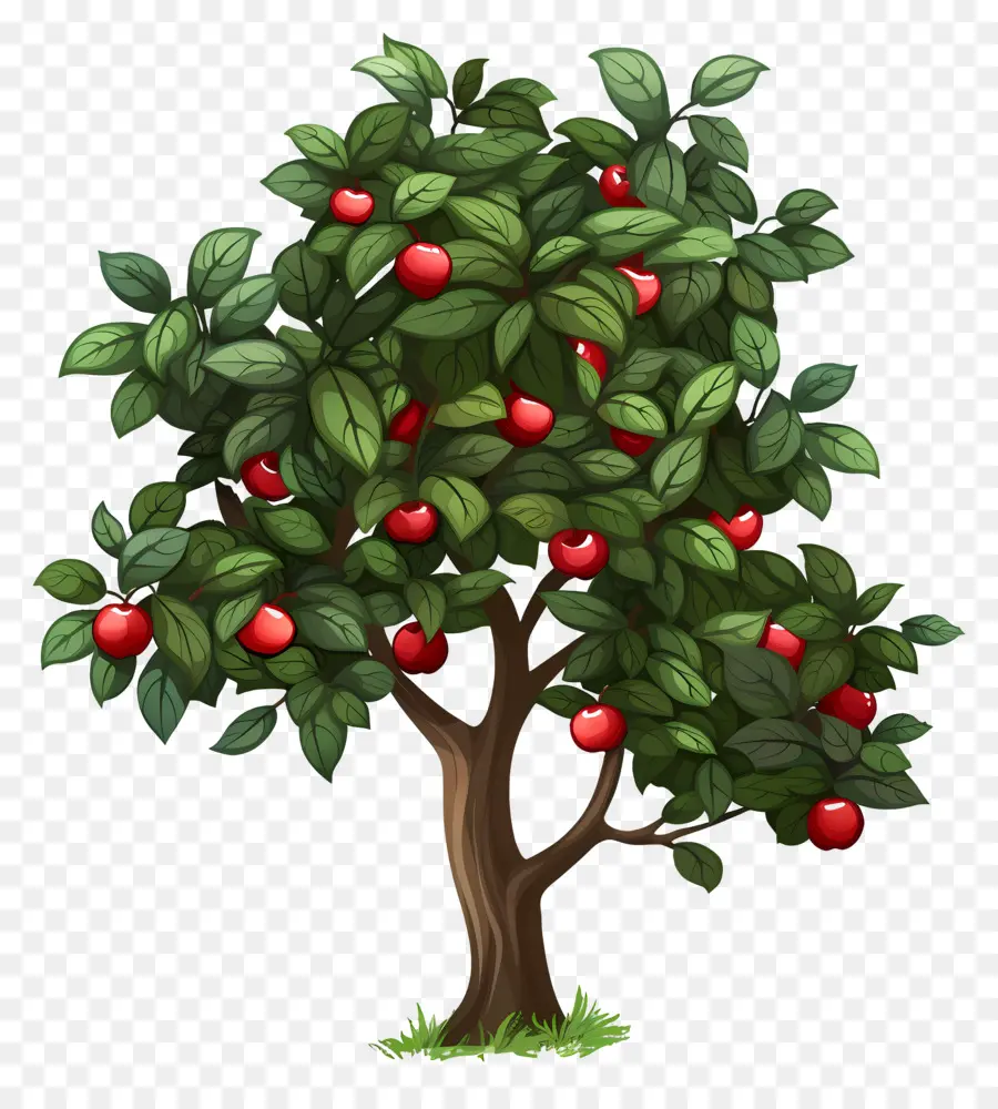 Macieira，Fruta PNG