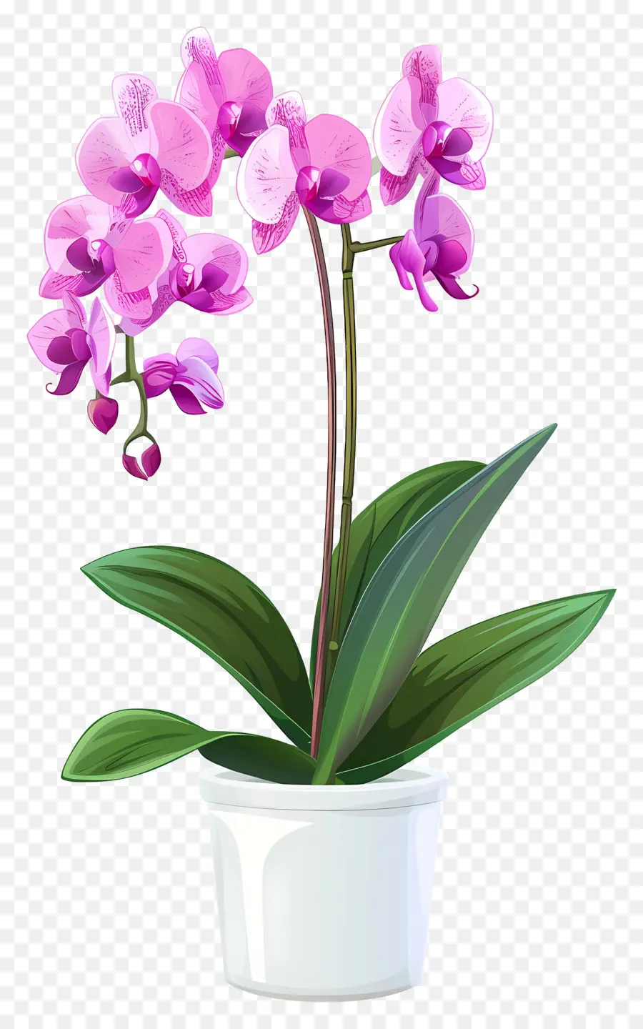 Flor De Orquídea，Orquídea PNG