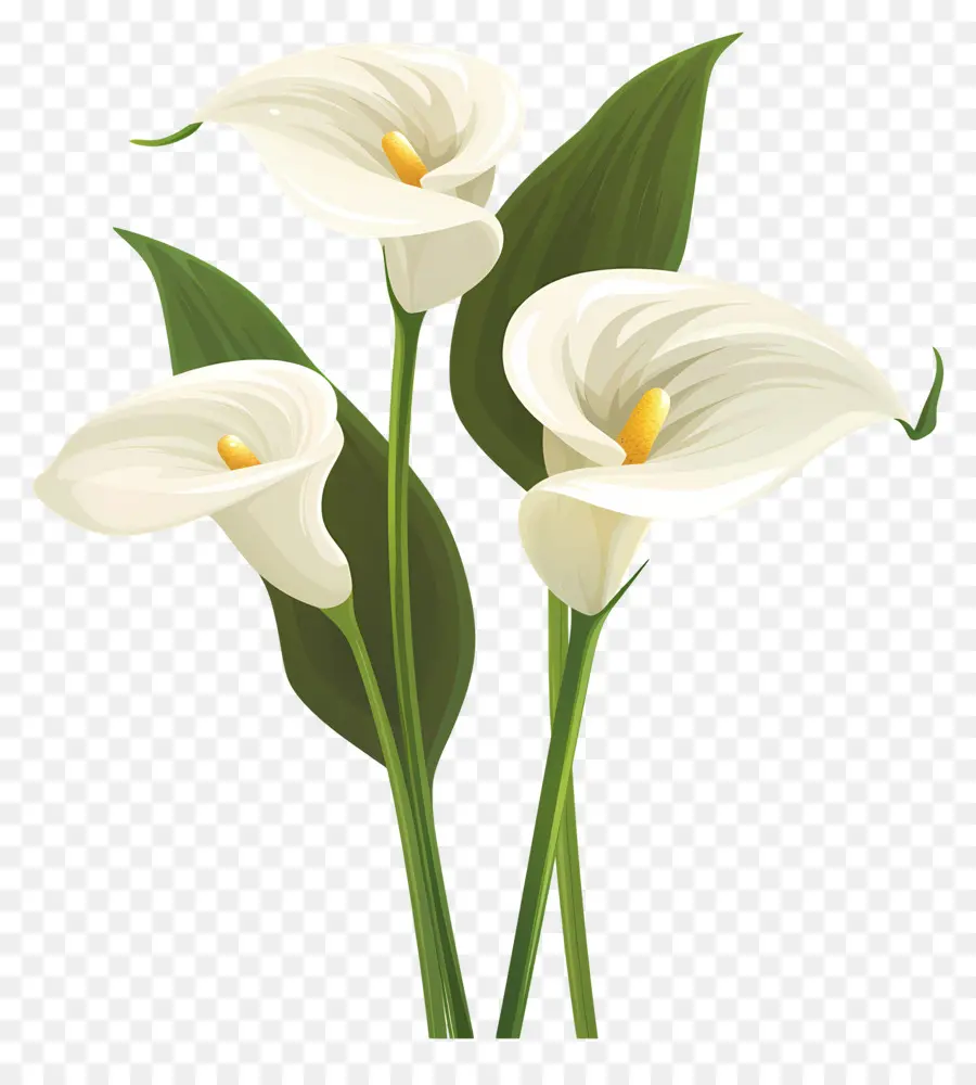 Calla Lírio，Lírios Brancos PNG