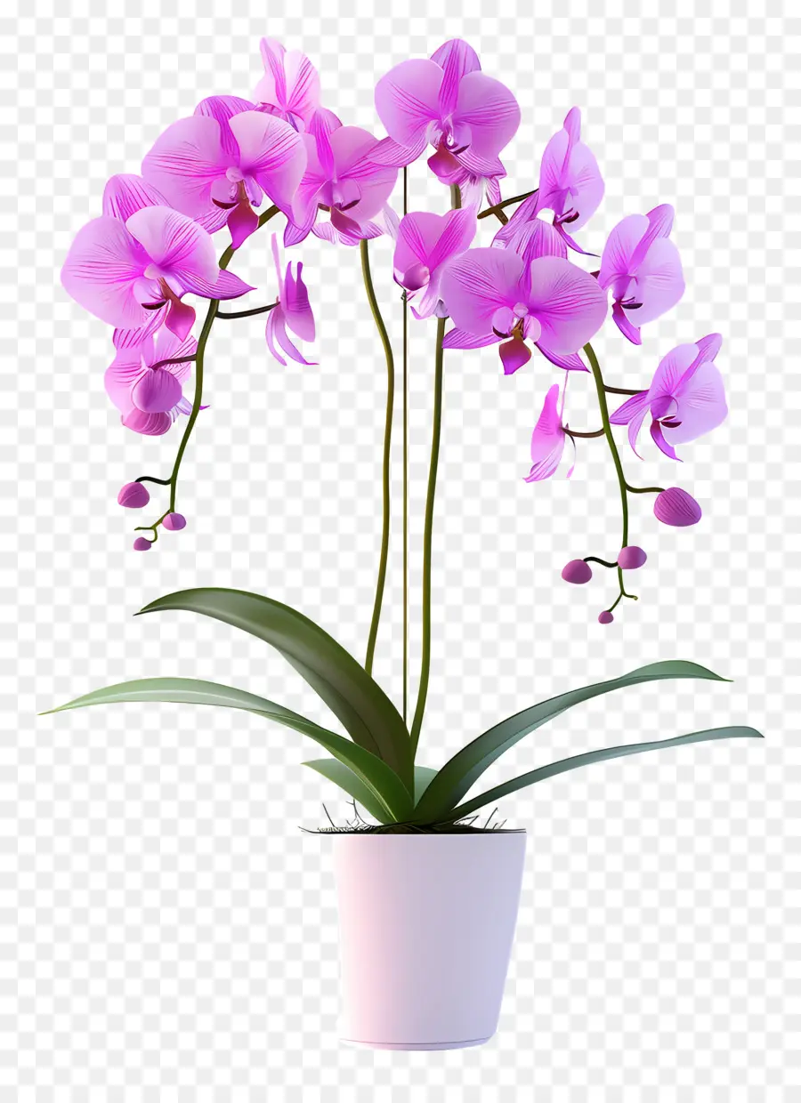 Flores De Orquídea Em Vasos，Orquídea PNG