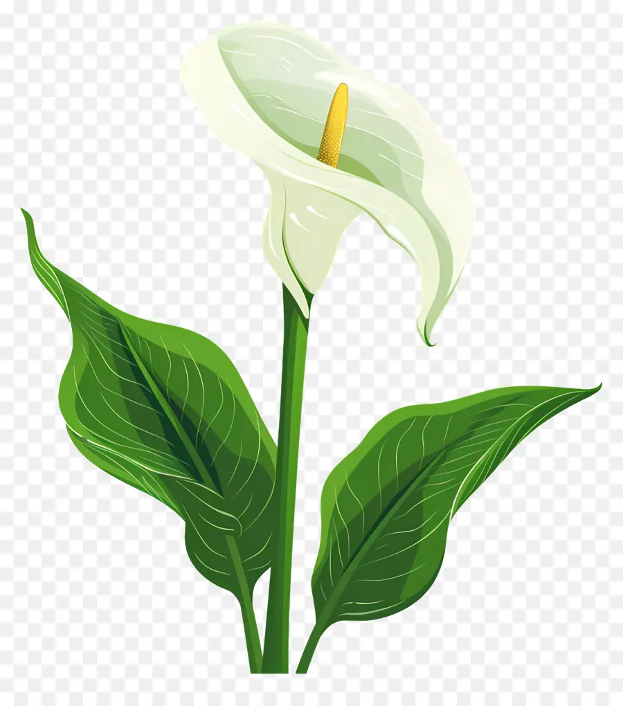 Calla Lírio，Lírio De Calla Branco Único PNG