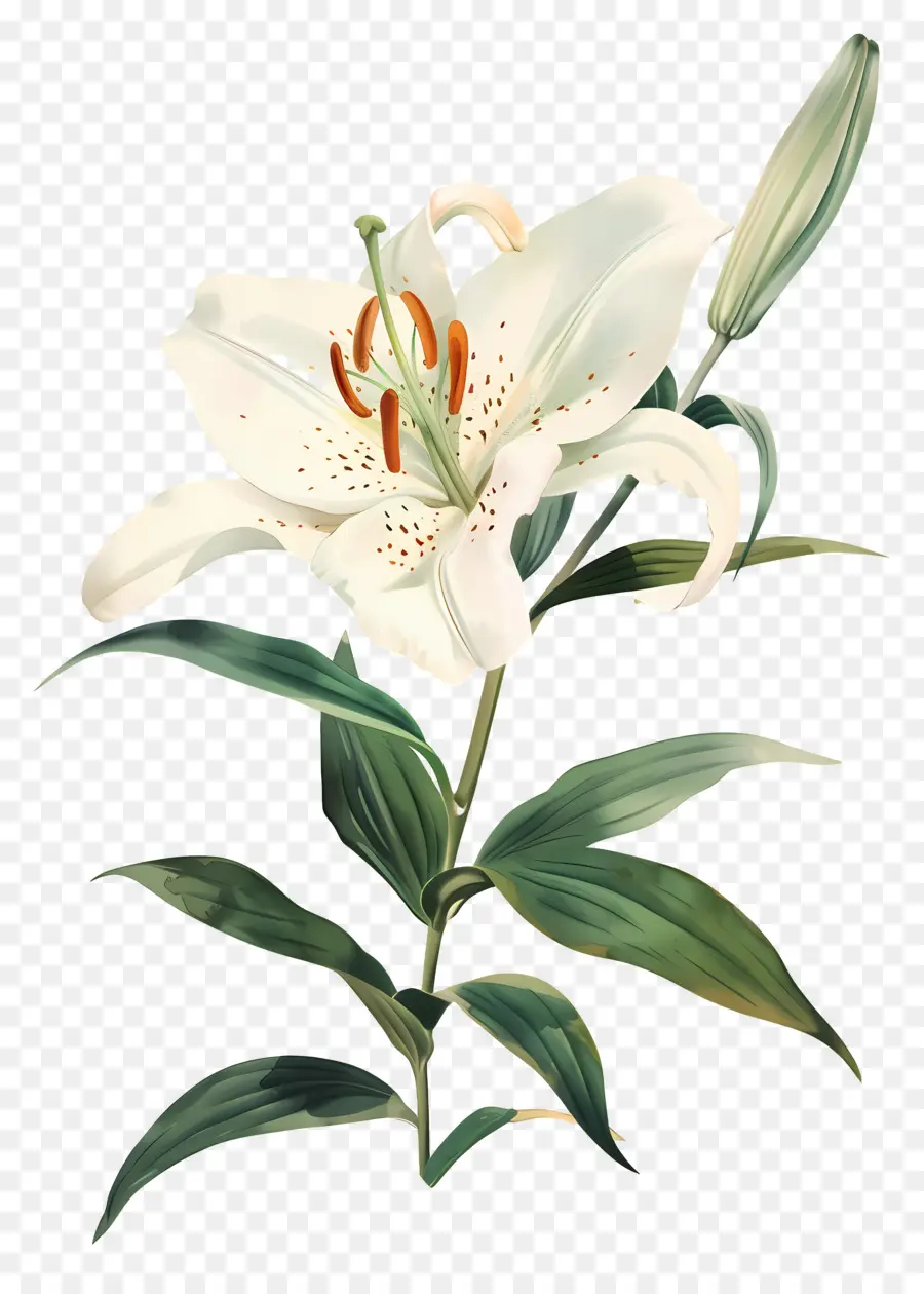 Flor De Lírio，Lírio Branco PNG