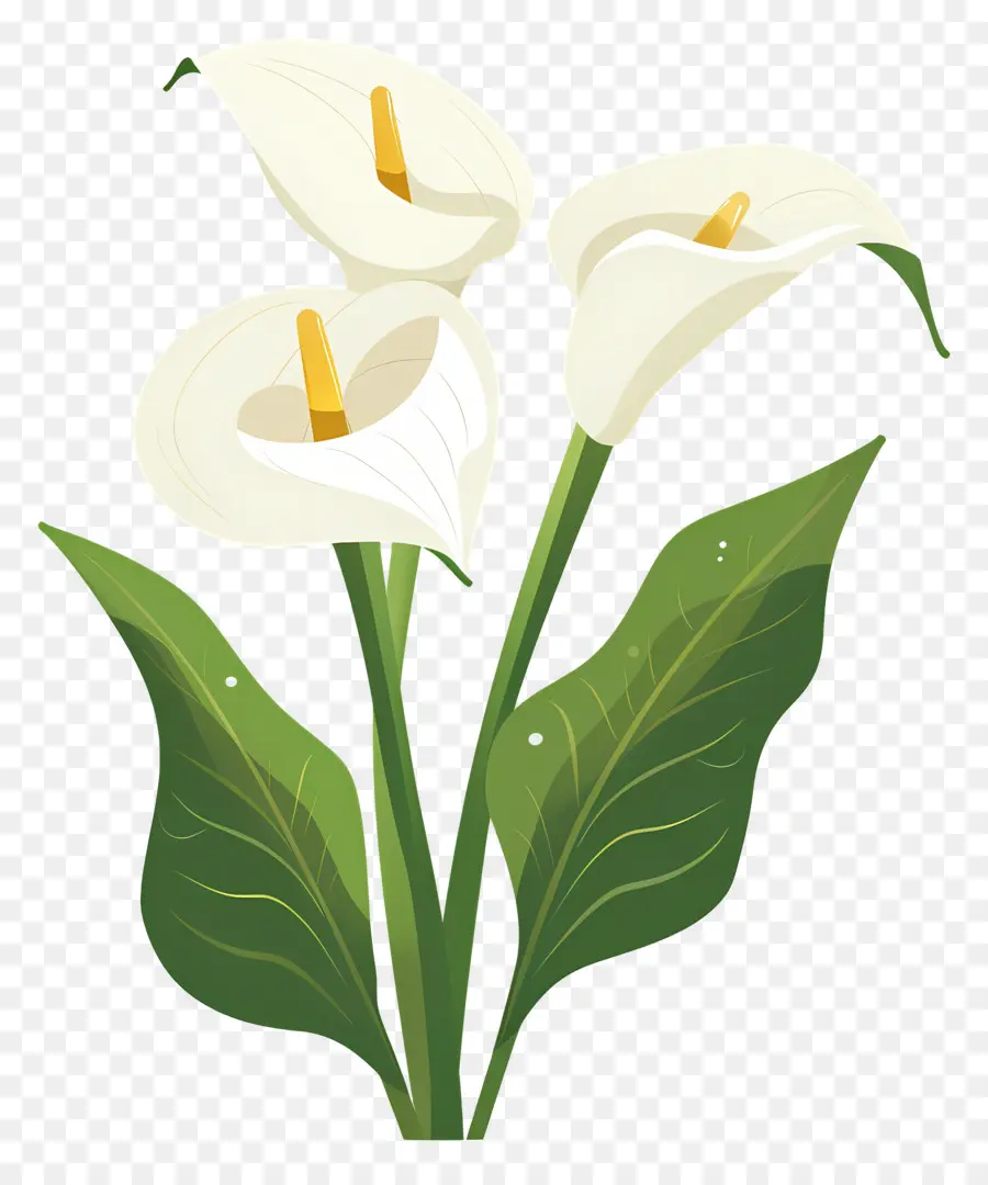 Calla Lírio，Lírios Brancos PNG