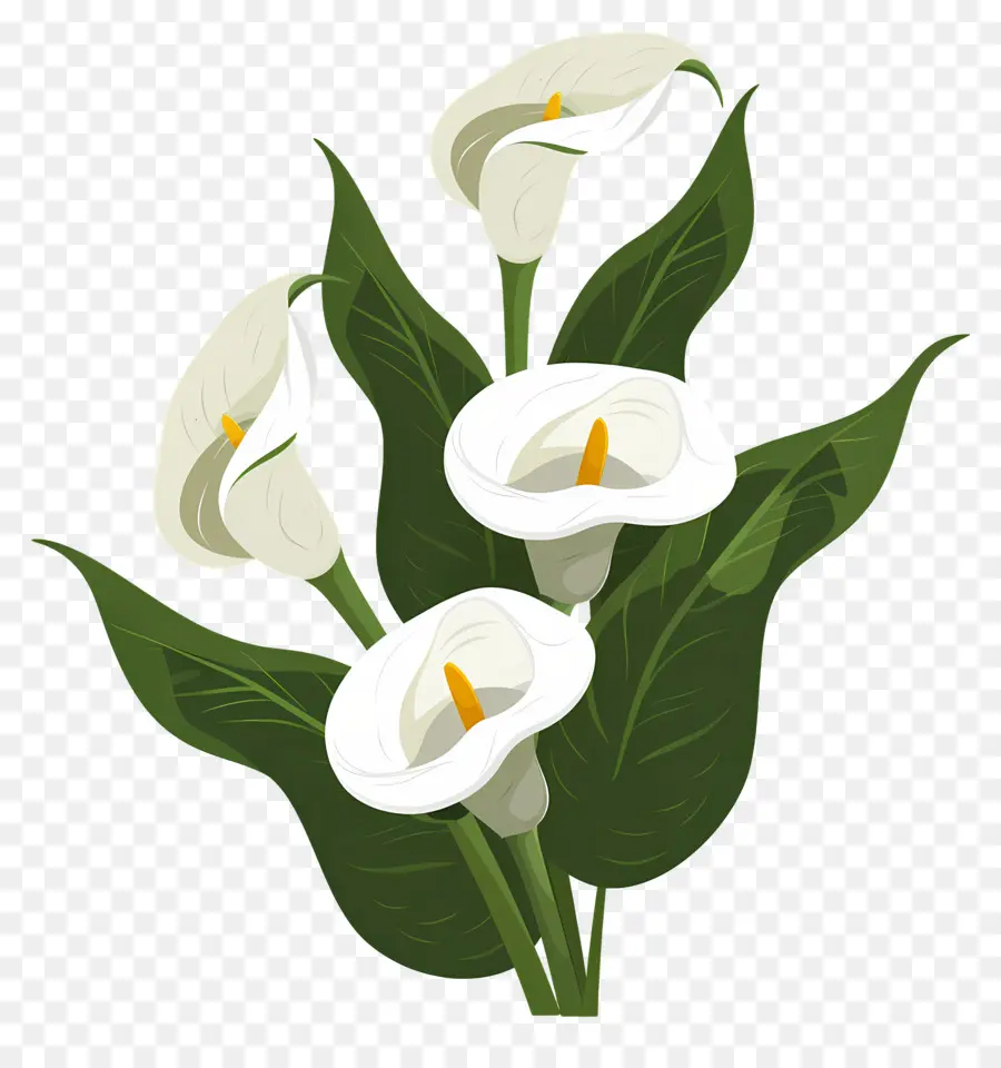 Calla Lírio，Lírios Brancos PNG