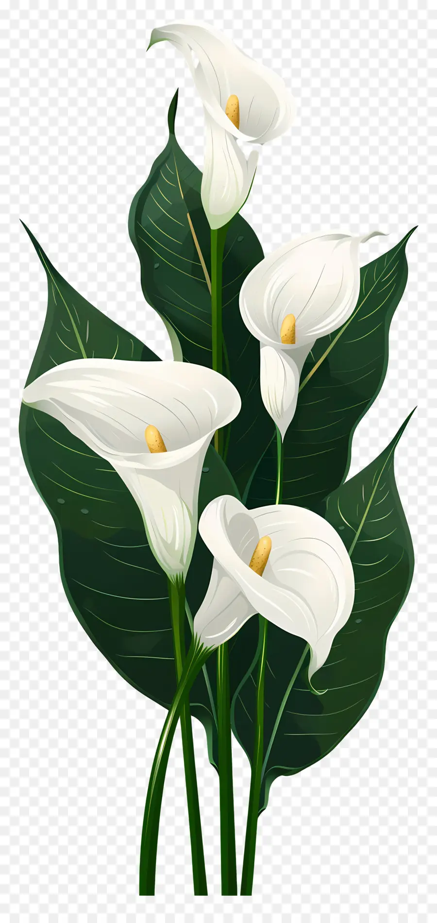 Calla Lírio，Branco PNG