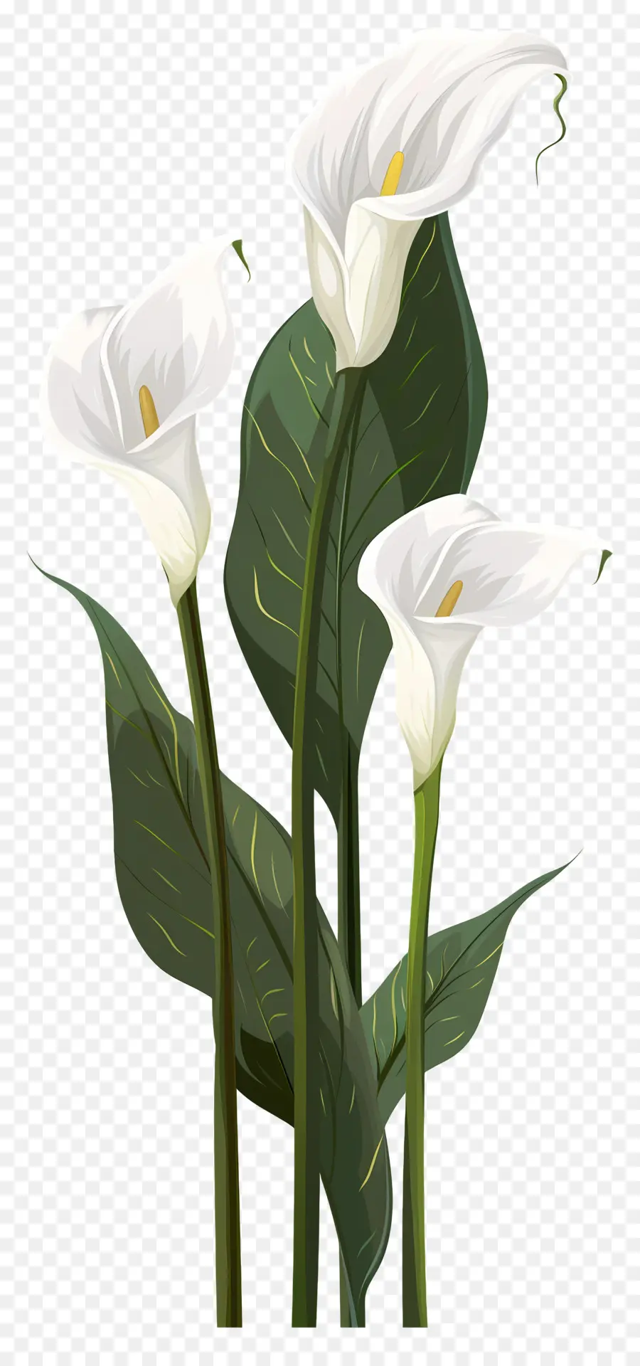 Calla Lírio，Branco PNG