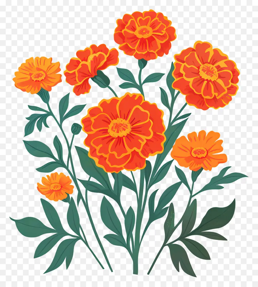 Flores De Calêndula，Flores Laranja PNG