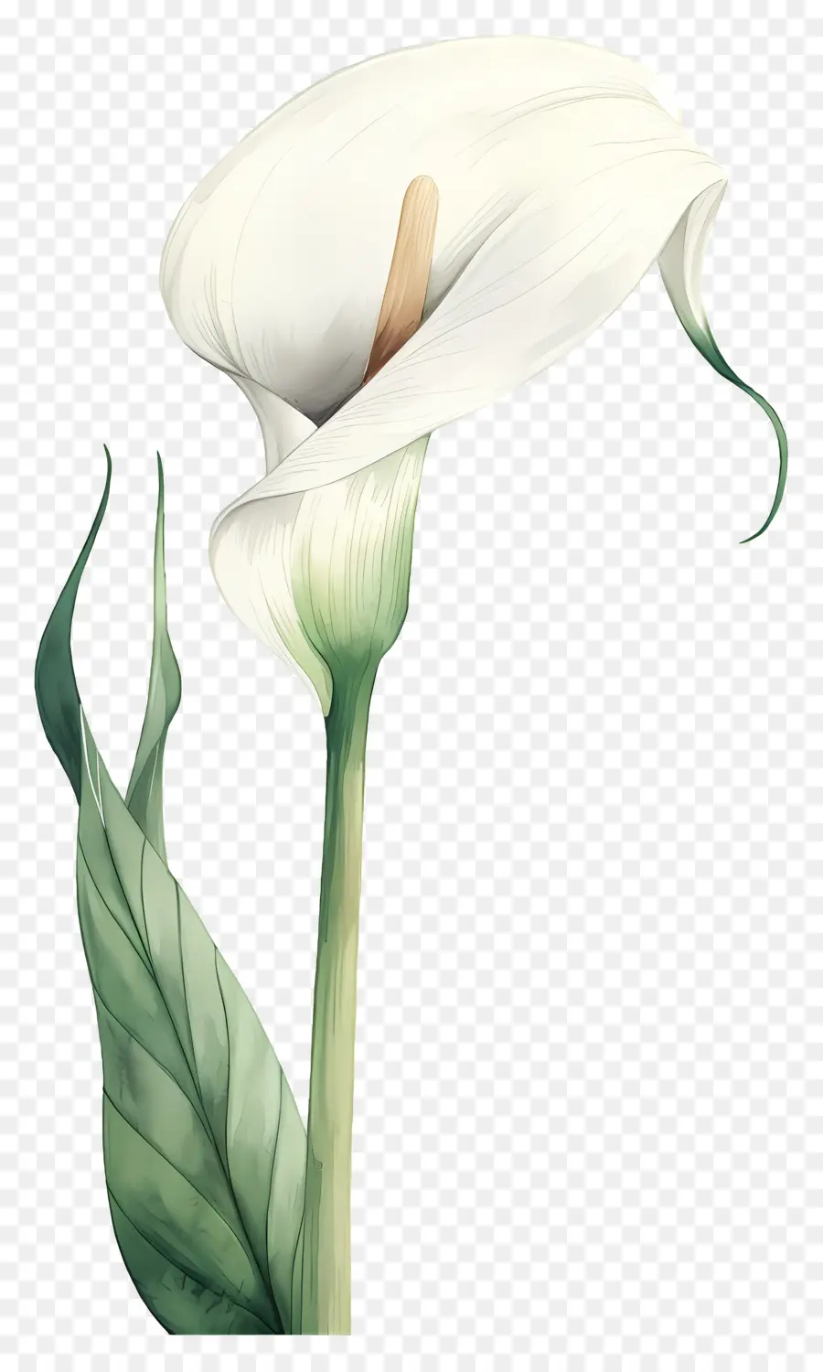 Calla Lírio，Lírio De Calla Branco PNG