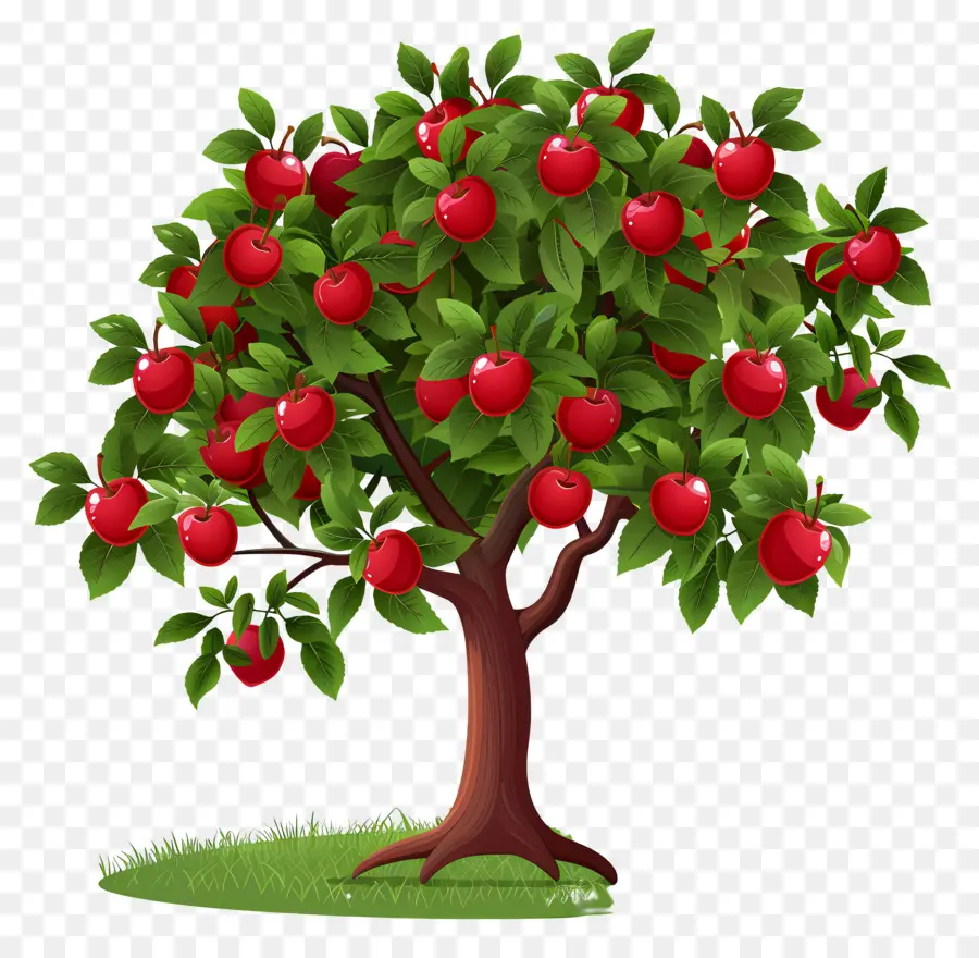 Macieira，Fruta PNG