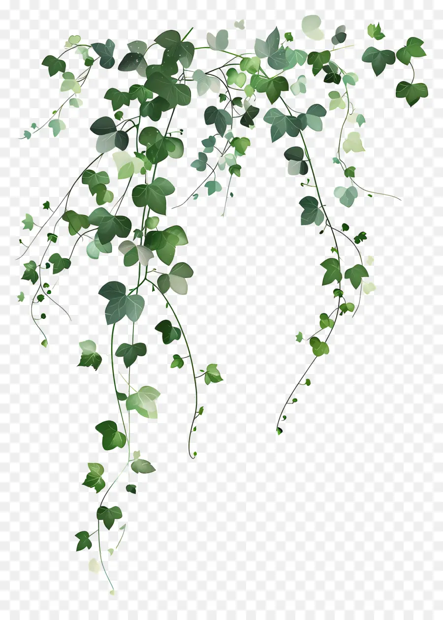 Planta Trepadeira，Hera Verde PNG