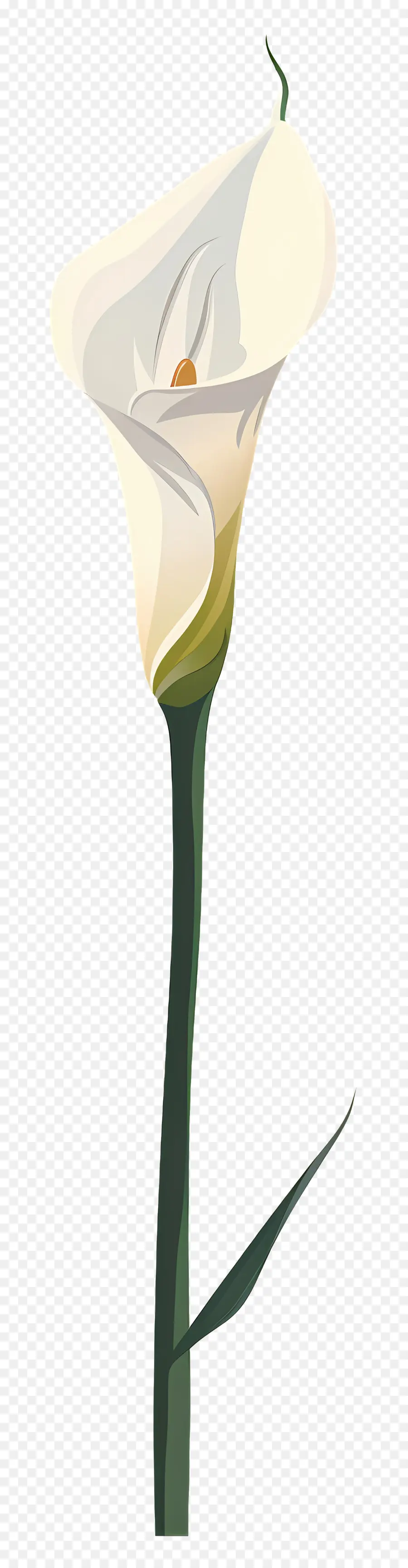 Calla Lírio，Branco PNG