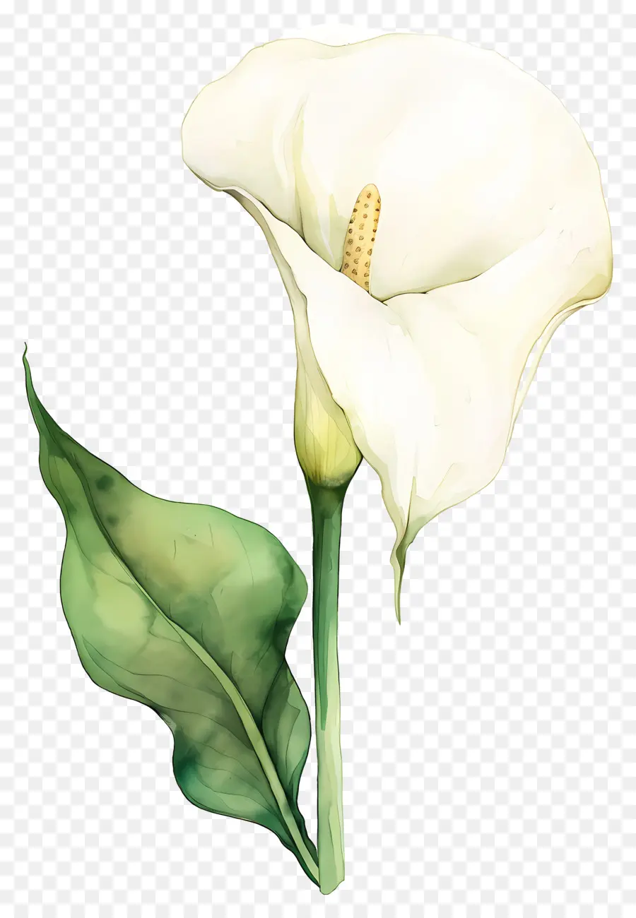 Calla Lírio，Lírio De Calla Branco PNG