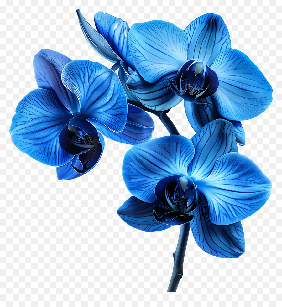 Flor De Orquídea，Orquídea Azul PNG