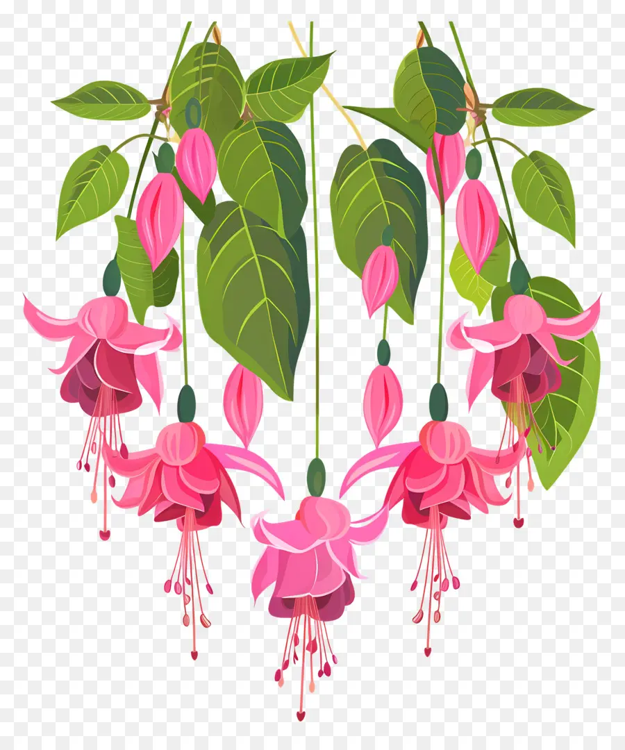 Flores Penduradas，Flores Rosa Fúcsia PNG