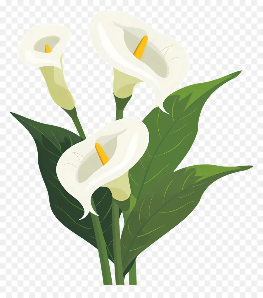 Calla Lírio，Lírios Brancos PNG