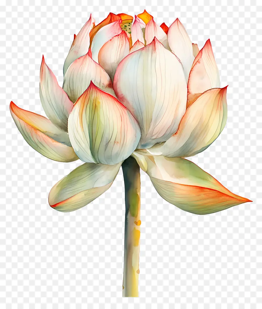 Aquarela Lótus，Lótus Rosa PNG