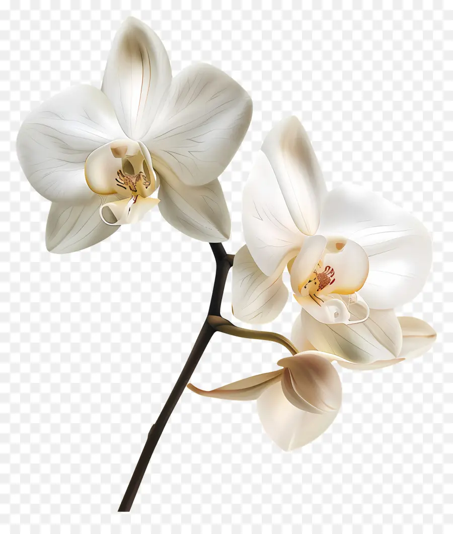 Flores De Orquídea Baunilha，Orquídea Branca PNG