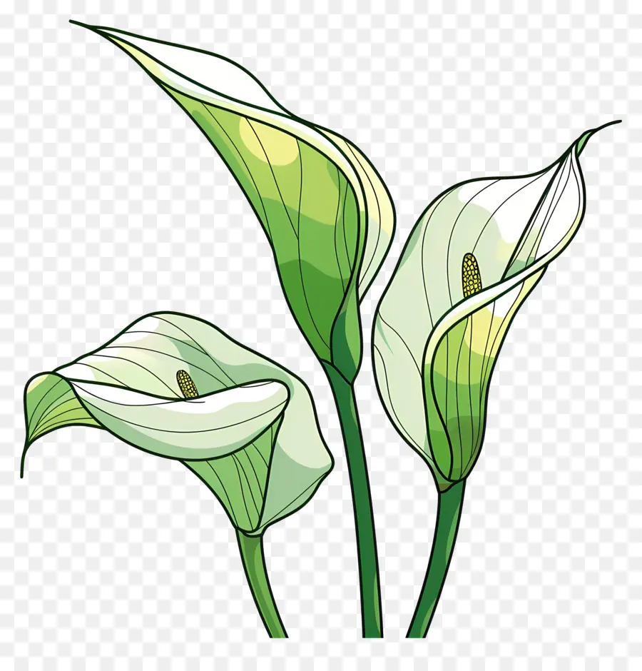 Calla Lírio，Lírios Brancos PNG