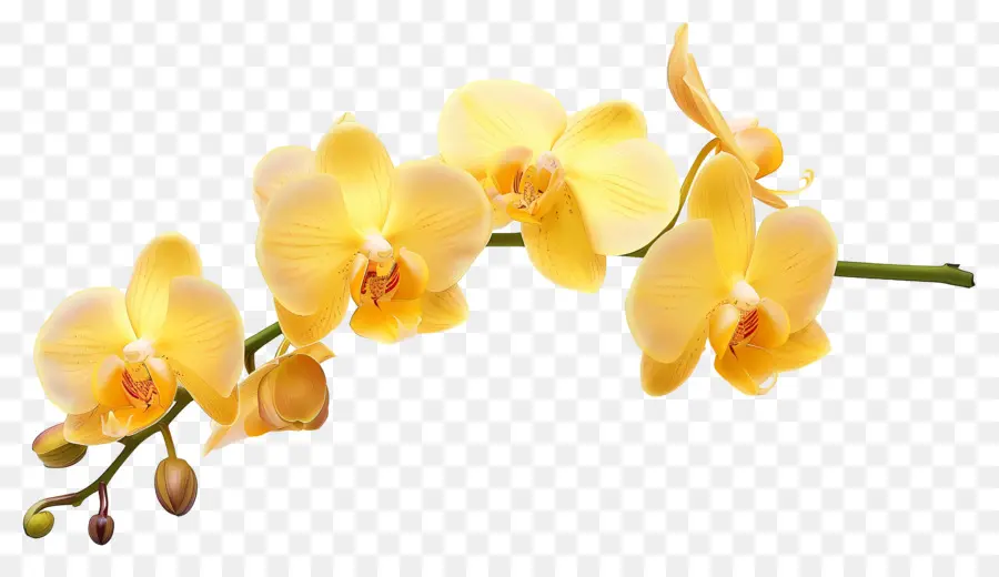 Flor De Orquídea，Orquídeas Amarelas PNG